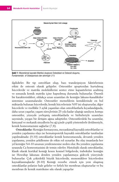 Metabolik Kemik HastalÄ±klarÄ± - TÃ¼rkiye Endokrinoloji Metabolizma ...