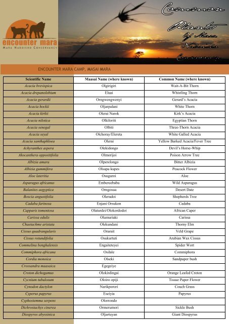 Download a list of the Common Plants of Mara ... - Encounter Mara