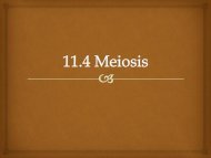 Chapter 11.4 Meiosis 2012 notes.pdf