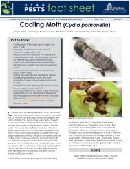 Codling Moth (Cydia pomonella) - Utah State University Extension