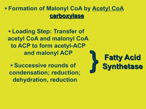 Ketone Body Formation; Fatty acid and Cholesterol ... - Ecu