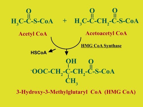 Ketone Body Formation; Fatty acid and Cholesterol ... - Ecu