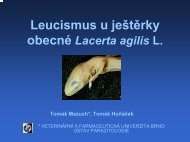 Leucismus u jeÅ¡tÄrky obecnÃ© Lacerta agilis L. TomÃ¡Å¡ Mazuch ...