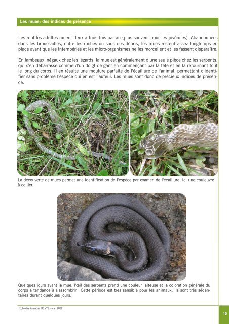 Guide de l'inventaire et du suivi des reptiles en Wallonie - Natagora