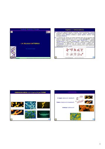 LA CELLULA BATTERICA - Sezione di Microbiologia