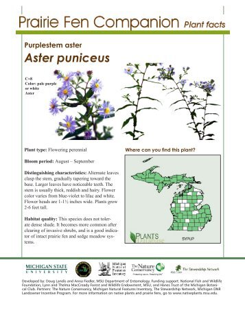 Purplestem aster - Native Plants - Michigan State University