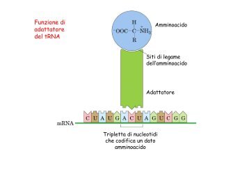 Funzione di adattatore del tRNA