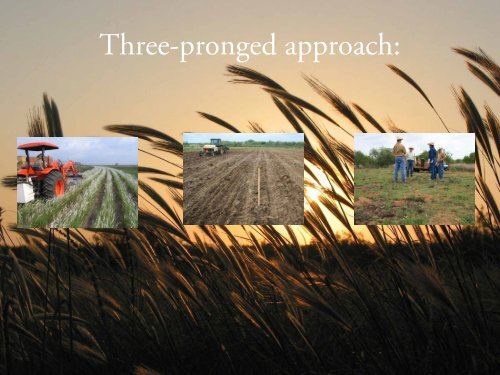 Native Prairie Restoration in South Texas - Caesar Kleberg Wildlife ...