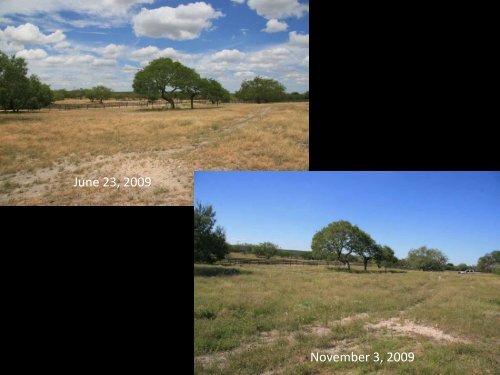 Native Prairie Restoration in South Texas - Caesar Kleberg Wildlife ...