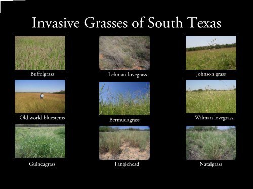 Native Prairie Restoration in South Texas - Caesar Kleberg Wildlife ...