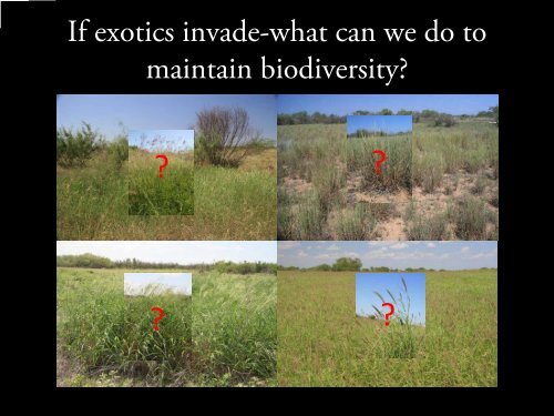 Native Prairie Restoration in South Texas - Caesar Kleberg Wildlife ...