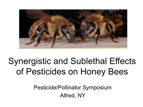 Synergistic and Sublethal Effects of Pesticides on Honey Bees
