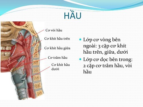 Há» TIÃU HÃA - Moodle YDS