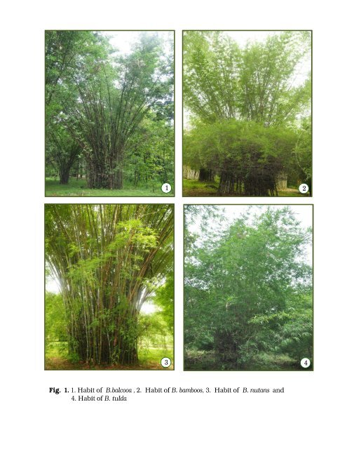 Multilocational field trials for selected bamboo species