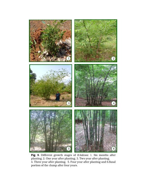 Multilocational field trials for selected bamboo species