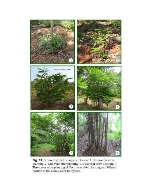 Multilocational field trials for selected bamboo species