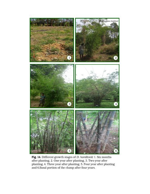 Multilocational field trials for selected bamboo species