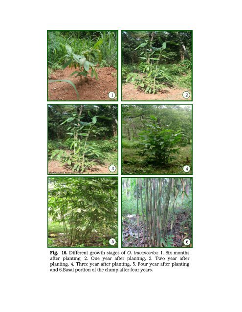 Multilocational field trials for selected bamboo species