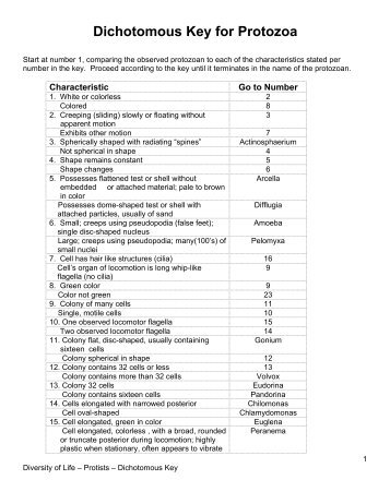 Dichotomous Key for Protozoa - Seark Science