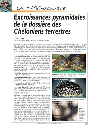 Excroissances pyramidales de la dossiÃ¨re des ChÃ©loniens terrestres