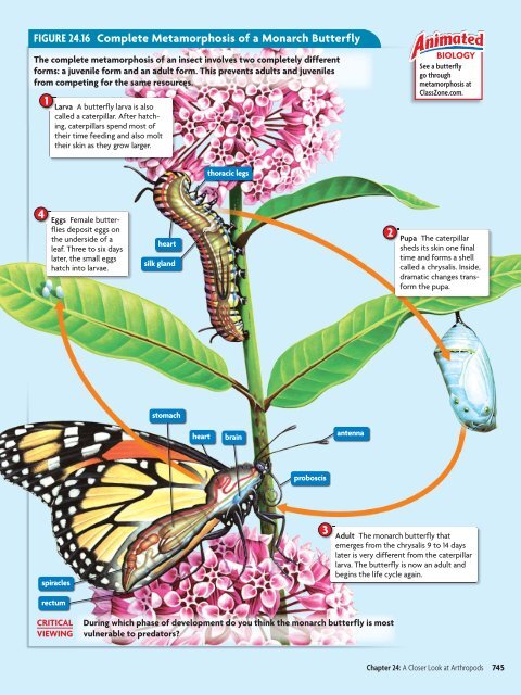 24 A Closer Look at Arthropods