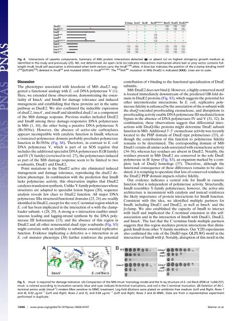 Essential roles for imuA â²- and imuB-encoded accessory factors in ...