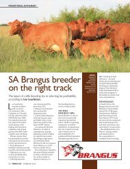 SA Brangus breeder on the right track - The Brangus Cattle ...