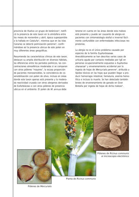 SCHERING (Euphorbiaceae #10) (Page 1) - LAP - Universitat ...