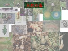 Hcho Magazines