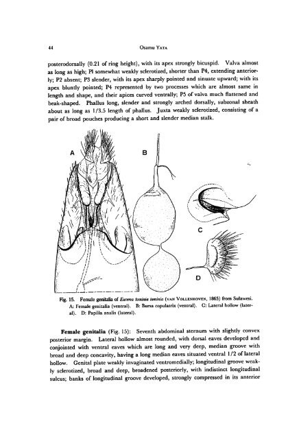 A Revision of the Old World Species (Lepidoptera, Pieridae)