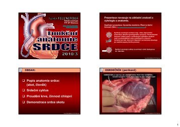 Popis anatomie srdce: (skot, ÄlovÄk) SrdeÄnÃ­ ... - Katedra zoologie