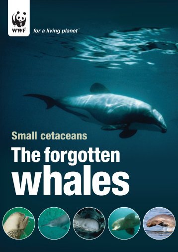 Small Cetaceans: The Forgotten Whales