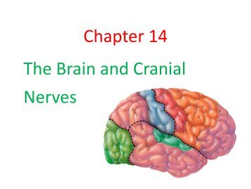 Brain and cranial nerve.pdf