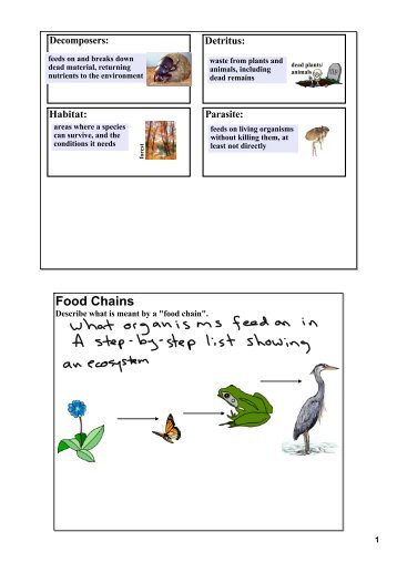 Food Chains - WordPress â www.wordpress.com