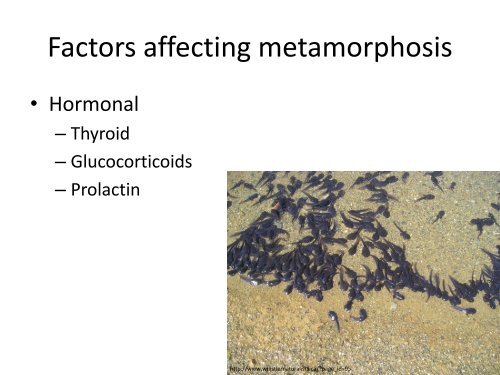 Metamorphosis