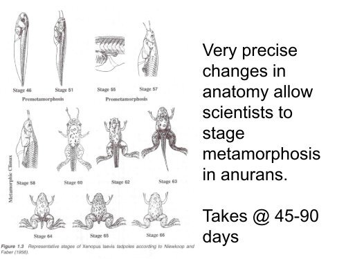 Metamorphosis