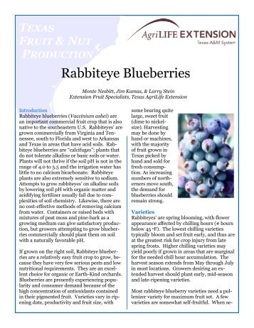 Rabbiteye Blueberries - Aggie Horticulture