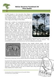 Belize Savanna Factsheet D4 Pine beetle