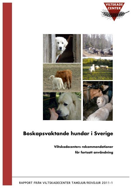 Boskapsvaktande hundar i Sverige - Viltskadecenters ...