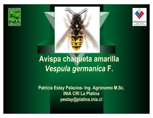 Avispa chaqueta amarilla Vespula germanica F. - Platina - INIA