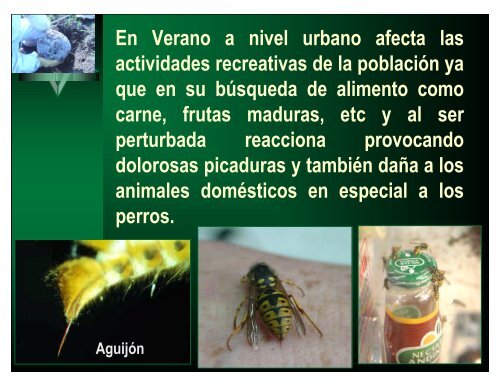 Avispa chaqueta amarilla Vespula germanica F. - Platina - INIA