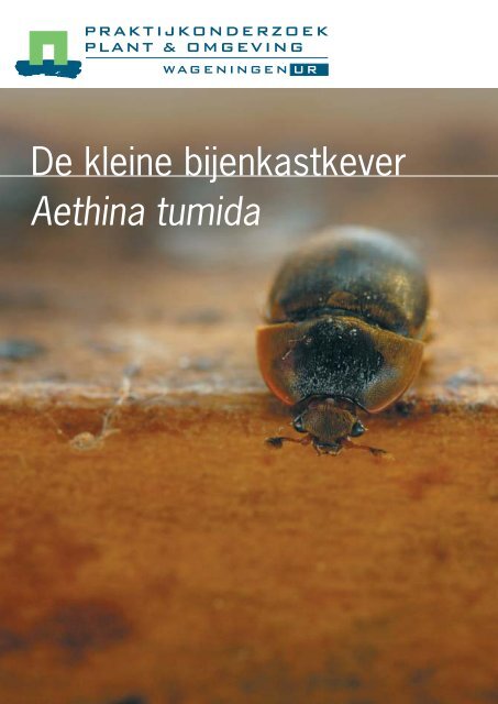 De kleine bijenkastkever Aethina tumida - Wageningen UR