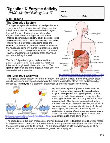 17 Digestion - Student.pdf - haspi