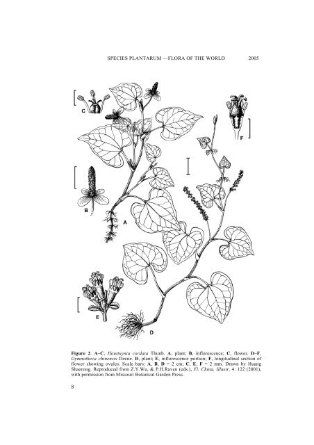 Saururaceae - Species Plantarum Programme