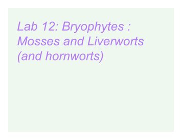 Lab 12: Bryophytes : Mosses and Liverworts (and hornworts)