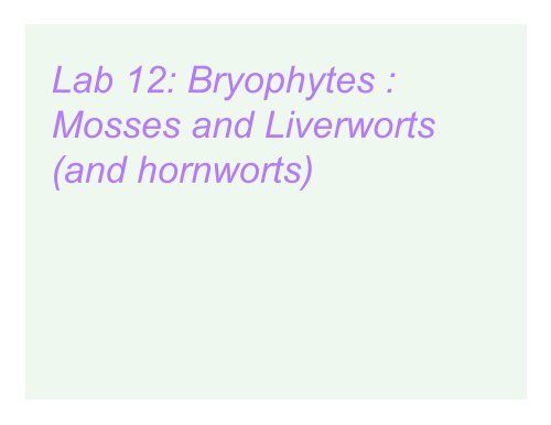 Lab 12: Bryophytes : Mosses and Liverworts (and hornworts)