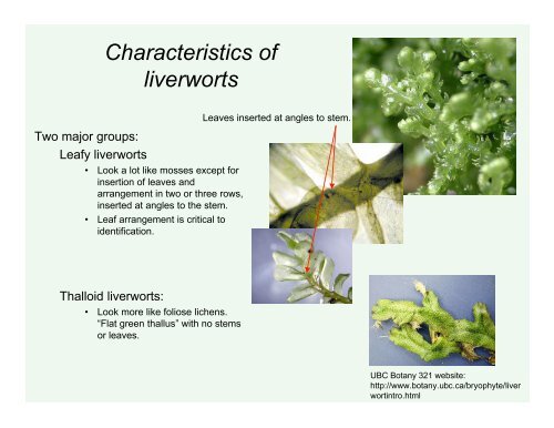 Lab 12: Bryophytes : Mosses and Liverworts (and hornworts)