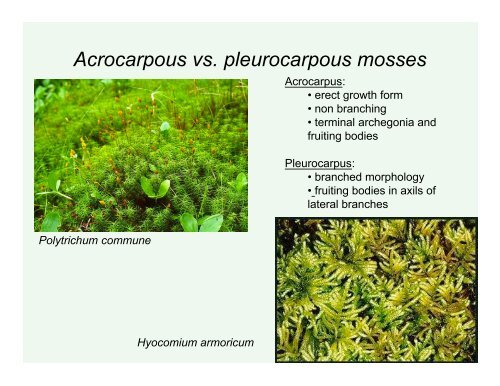 Lab 12: Bryophytes : Mosses and Liverworts (and hornworts)