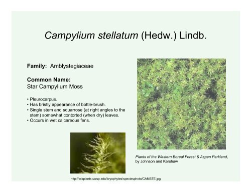 Lab 12: Bryophytes : Mosses and Liverworts (and hornworts)