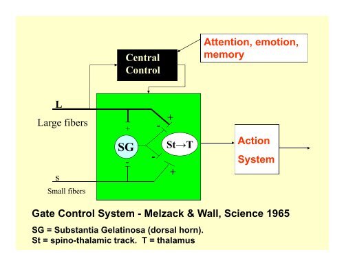 Neurobiology of Somatization